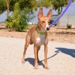 Photo de MARCOS, un lévrier à adopté