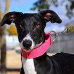 Photo de MARI CARMEN, un lévrier à adopté