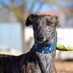 Photo de XILA, un lévrier à adopté