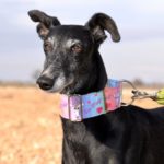 Photo de ALBA, un lévrier à adopté