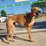 Photo de LENA, un lévrier à adopté