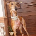 Photo de DARA, un lévrier à adopté