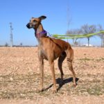 Photo de CORDOBES, lévrier qui à été adopté