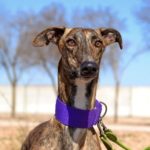 Photo de FLORIN, un lévrier à adopté