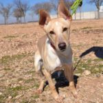Photo de KALESSY, un lévrier à adopté