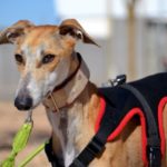 Photo de LAGUNA, un lévrier à adopté