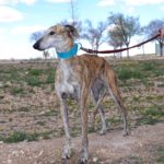 Photo de ARIA, un lévrier à adopté