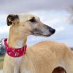 Photo de CHINITA, lévrier qui à été adopté