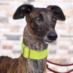 Photo de PINO, un lévrier à adopté