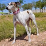 Photo de ALADINA, un lévrier à adopté