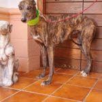 Photo de AMATISTA, un lévrier à adopté