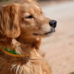 Photo de ASIER, un lévrier à adopté