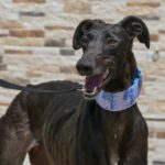Photo de BANDA, un lévrier à adopté
