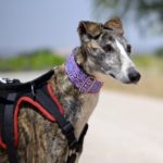 Photo de EDA, un lévrier à adopté