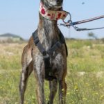 Photo de ELENA, un lévrier à adopté