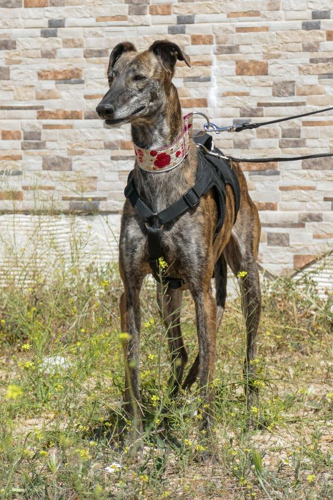 Photo de ELENA, un lévrier en attente d adoption