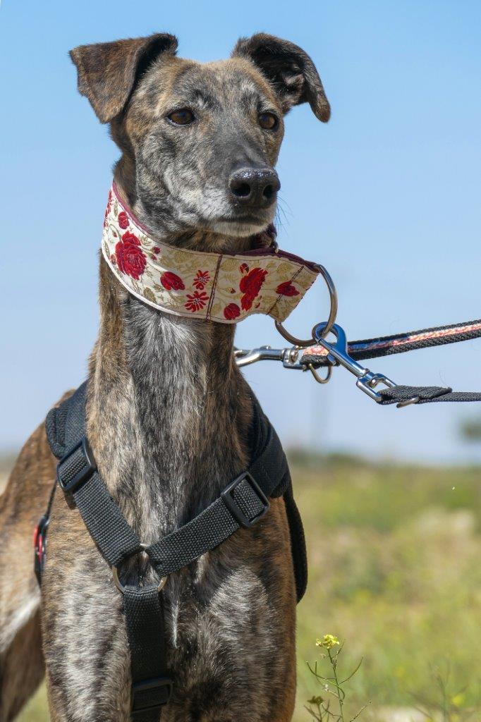 Photo de ELENA, un lévrier en attente d adoption