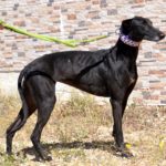 Photo de IDAIRA, un lévrier à adopté