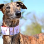 Photo de ISODORO, un lévrier à adopté