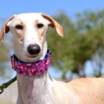 Photo de NATILLA, un lévrier à adopté
