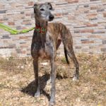 Photo de YAIZA, un lévrier à adopté