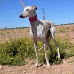 Photo de ALICIA, un lévrier à adopté