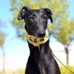 Photo de DUNIA, un lévrier à adopté