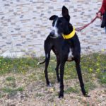 Photo de PELAYO, un lévrier à adopté