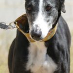 Photo de ZULEMA, un lévrier à adopté