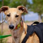 Photo de BONITA, un lévrier à adopté