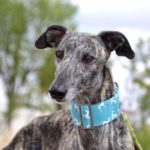 Photo de CIRA, un lévrier à adopté