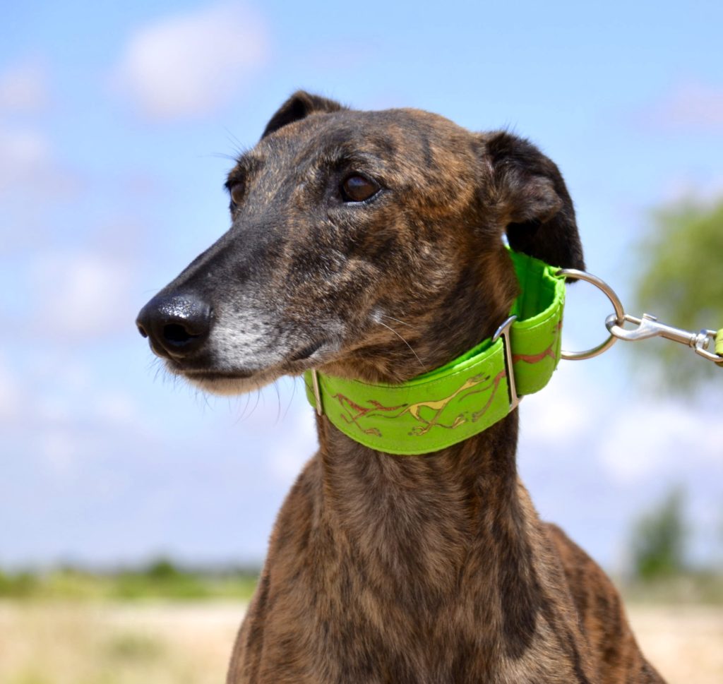 Photo de CALERO, un lévrier en attente d adoption