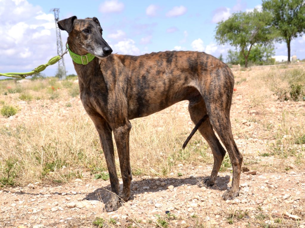 Photo de CALERO, un lévrier en attente d adoption