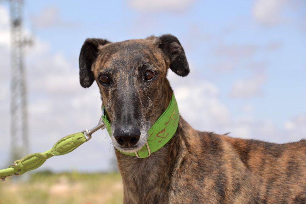 Photo de CALERO, un lévrier en attente d adoption