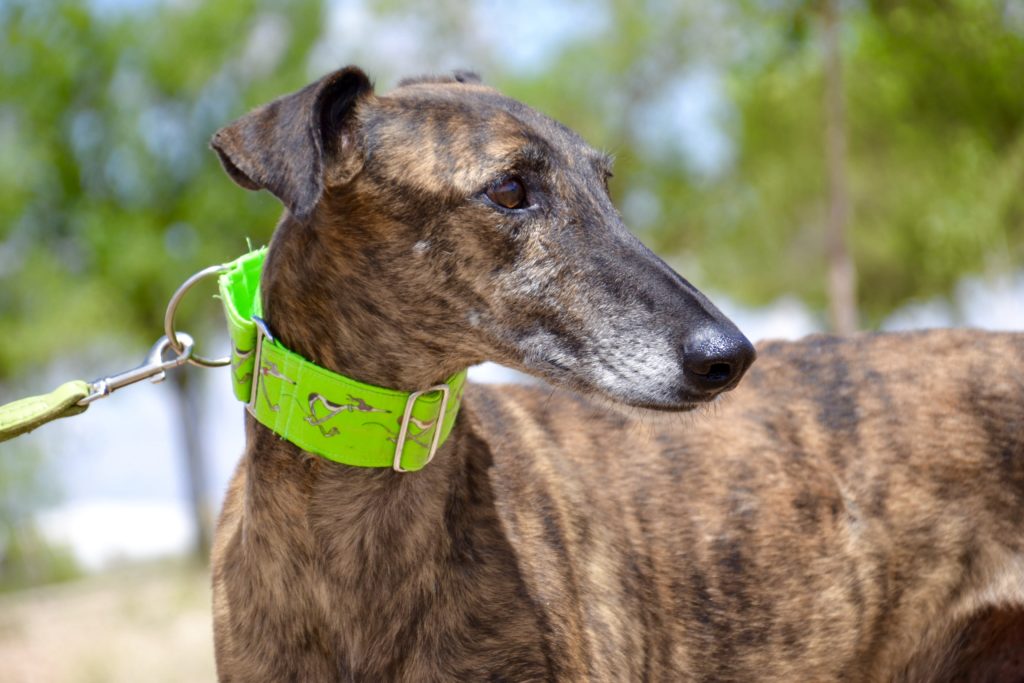 Photo de CALERO, un lévrier en attente d adoption