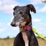 Photo de ENOLA, un lévrier à adopté