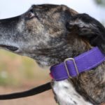 Photo de HERMINIA, un lévrier à adopté