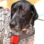 Photo de SULTAN, un lévrier à adopté