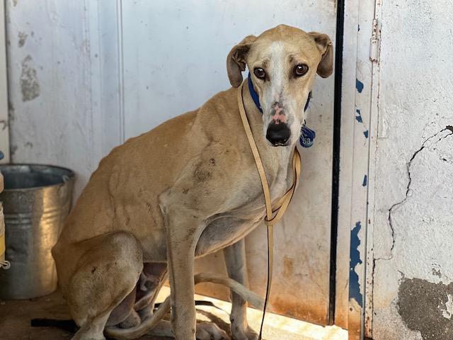 Photo de KARACHI, un lévrier en attente d adoption