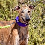 Photo de ADAN, un lévrier à adopté