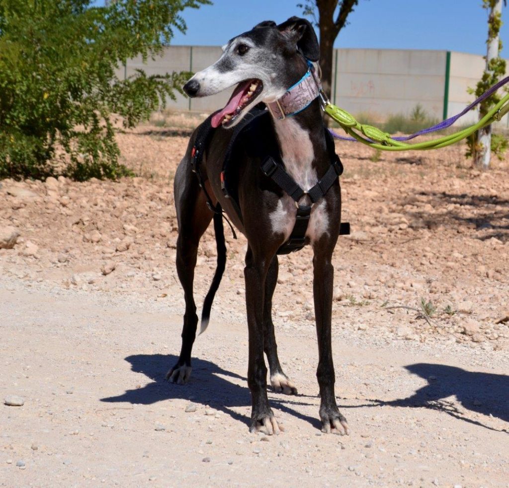 Photo de CALLETANA, un lévrier en attente d adoption