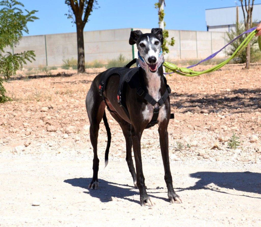 Photo de CALLETANA, un lévrier en attente d adoption