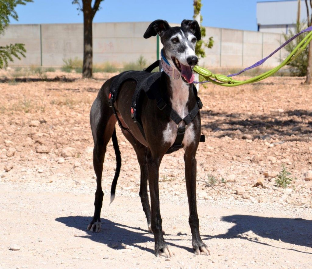 Photo de CALLETANA, un lévrier en attente d adoption