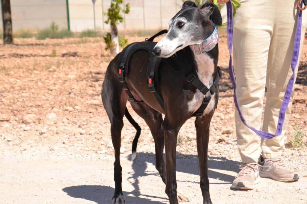 Photo de CALLETANA, un lévrier en attente d adoption