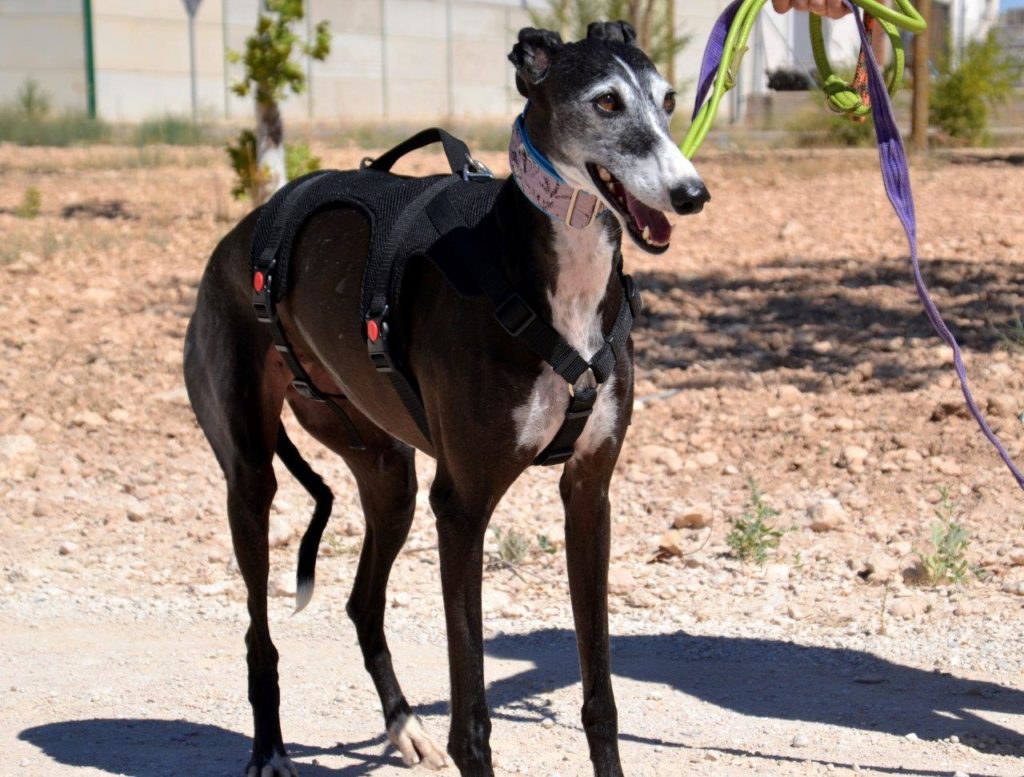 Photo de CALLETANA, un lévrier en attente d adoption