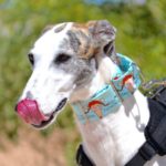 Photo de DANIELA, un lévrier à adopté