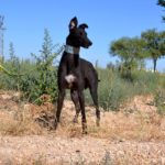 Photo de HECTOR, lévrier qui à été adopté