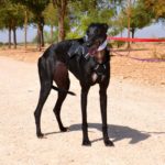 Photo de MORENA, un lévrier à adopté