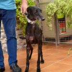 Photo de SIRIA, un lévrier à adopté