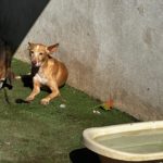 Photo de BOB, un lévrier à adopté